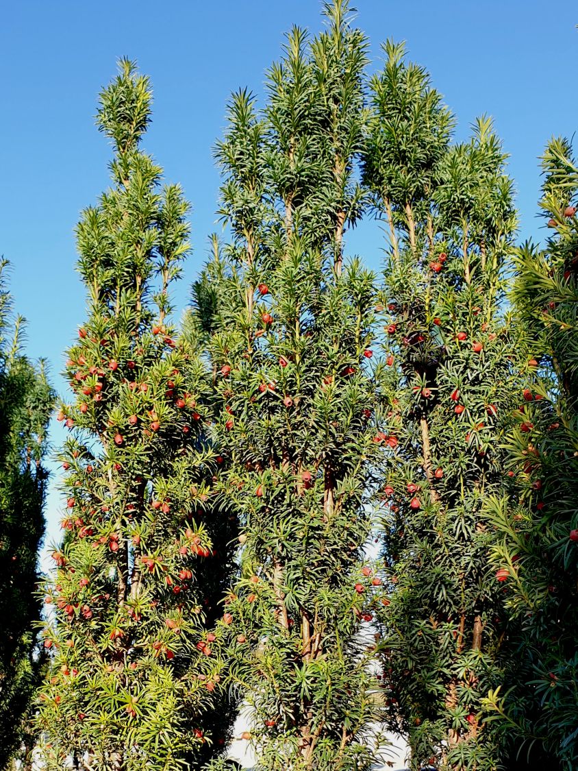 Säuleneibe 'Fastigiata' Taxus baccata 'Fastigiata' Baumschule Horstmann