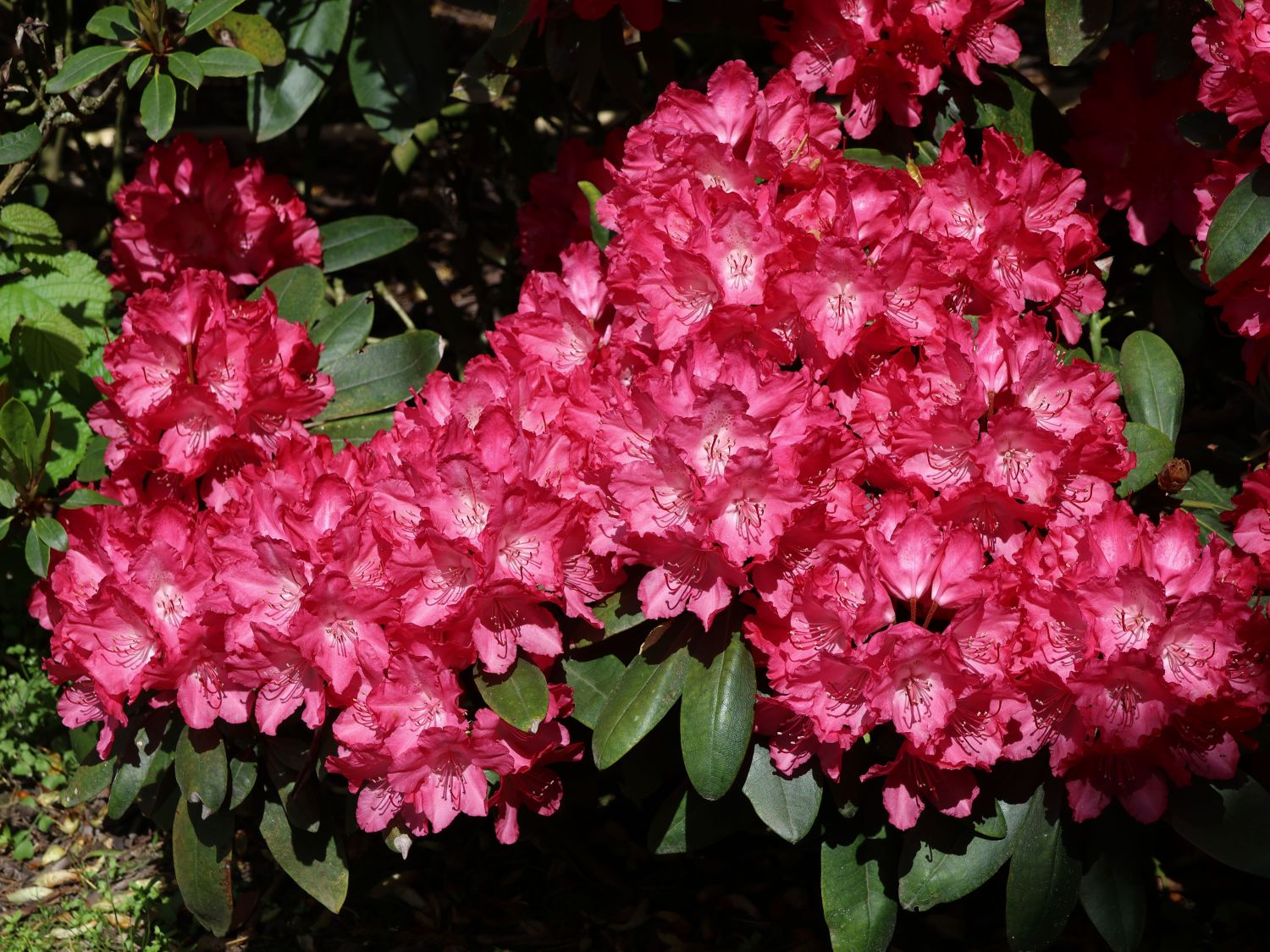 Rhododendron yakushimanum 'Astrid' (S) b 22,50 Euro/Stück