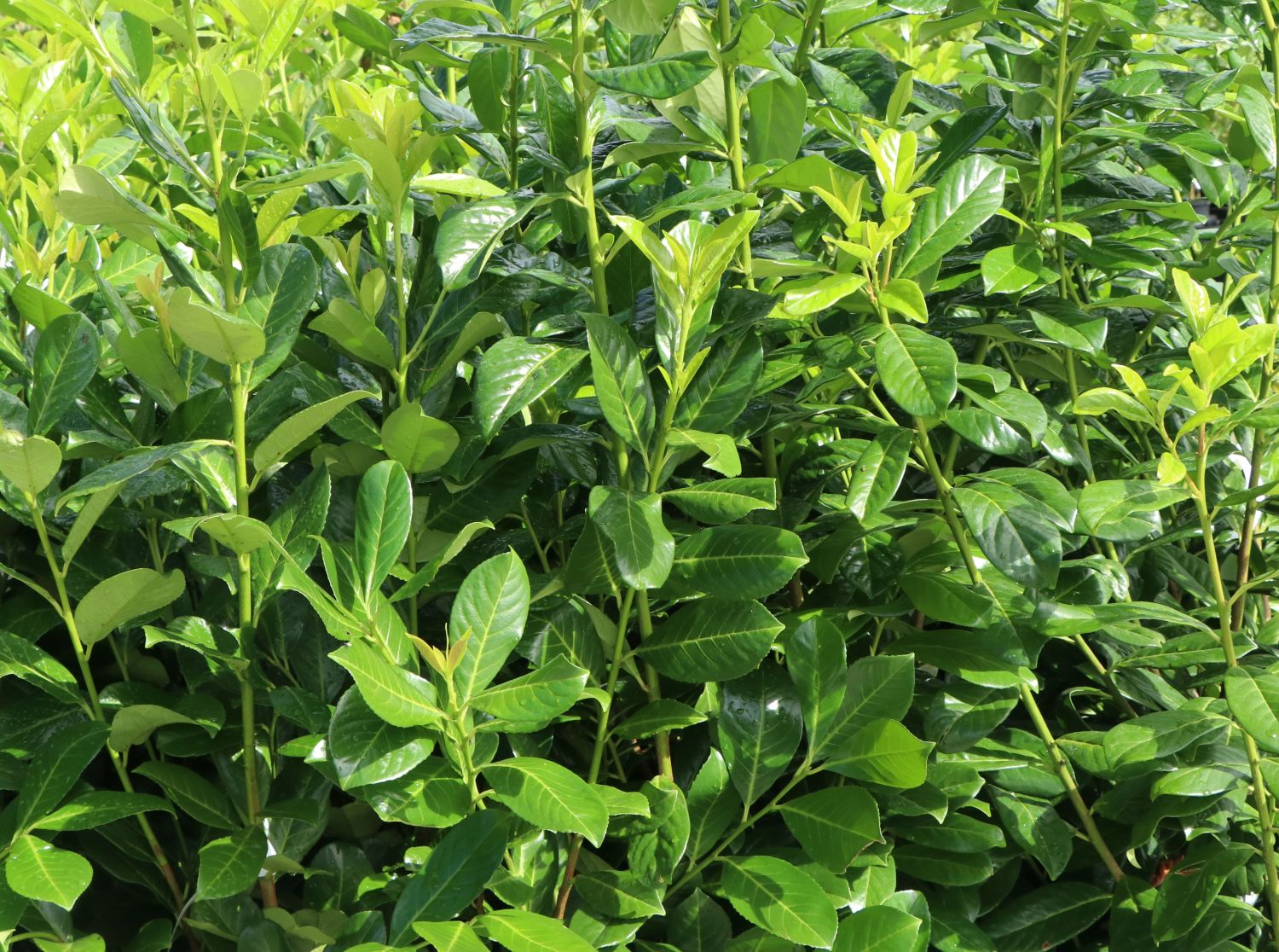 Kirschlorbeer / Lorbeerkirsche 'Rotundifolia' Prunus laurocerasus