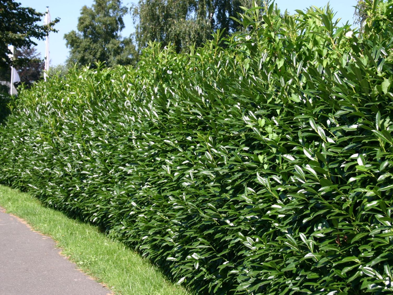 Kirschlorbeer / Lorbeerkirsche 'Caucasica' Prunus laurocerasus