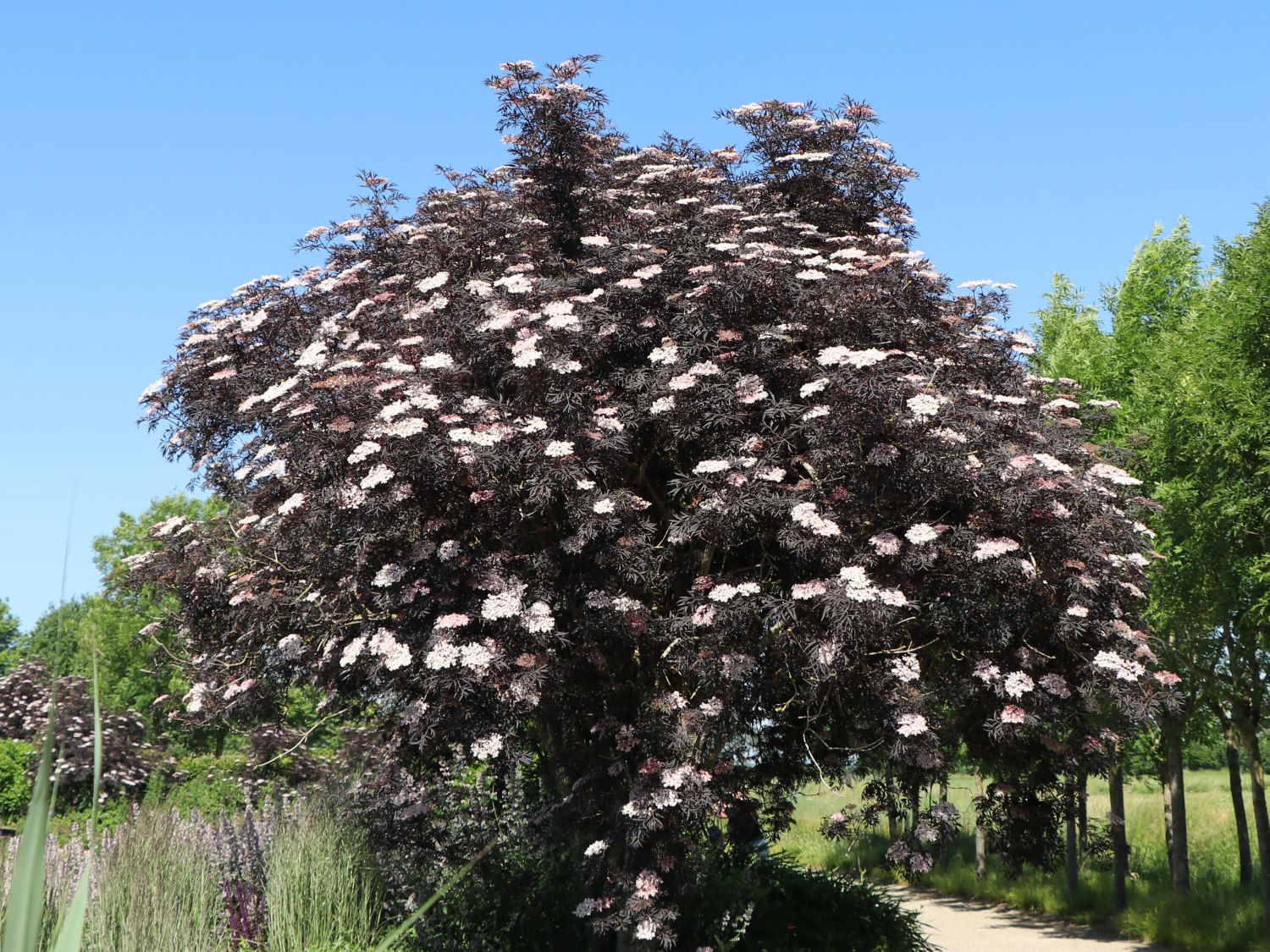 Schwarzer Holunder Black Lace 93 schwarzer holunder black lace 174 sambucus nigra black Schwarzer Holunder Black Lace 93 schwarzer holunder black lace 174 sambucus nigra black
