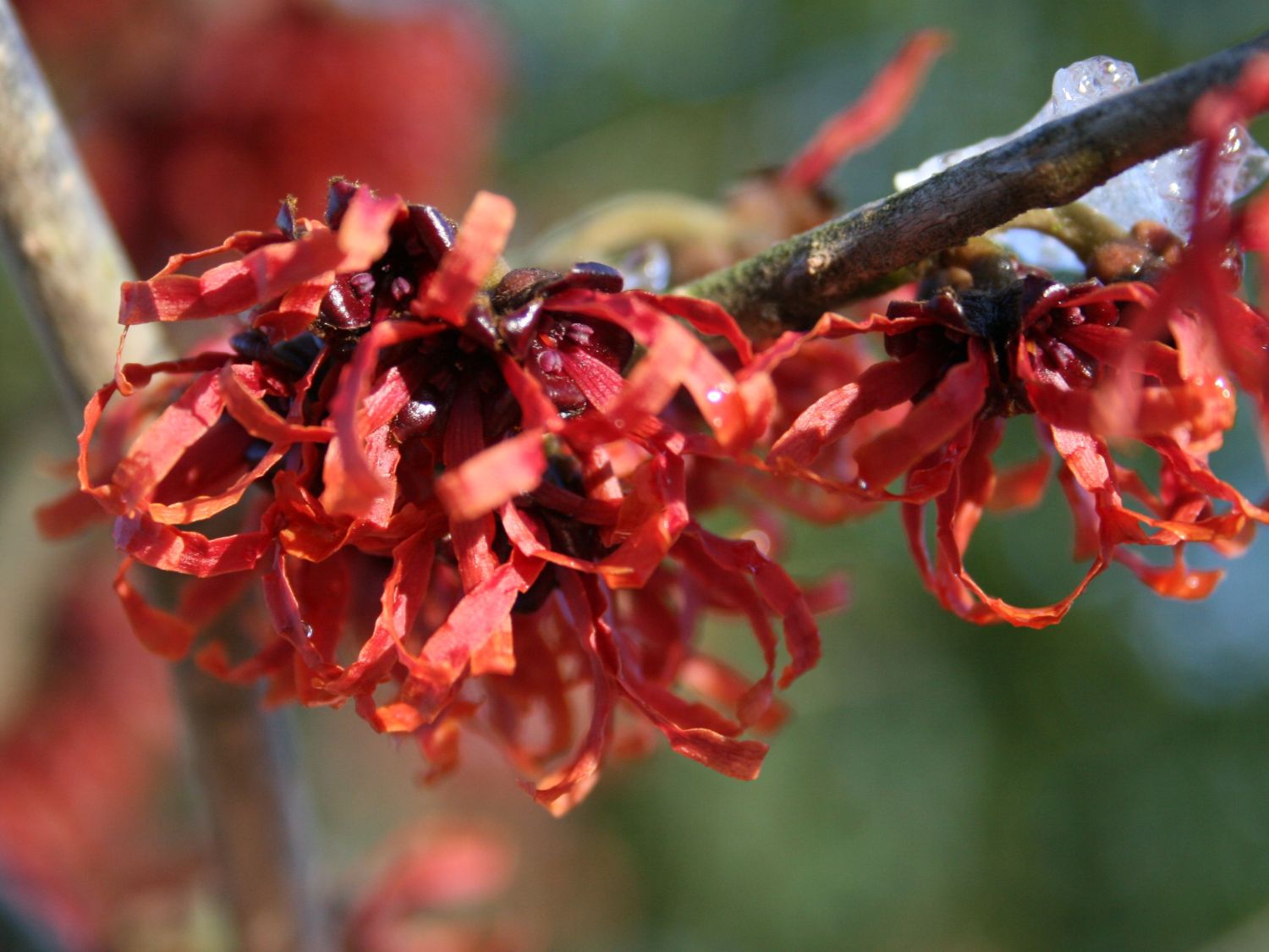 Zaubernuss 'Diane' / rote Zaubernuss Hamamelis intermedia 'Diane