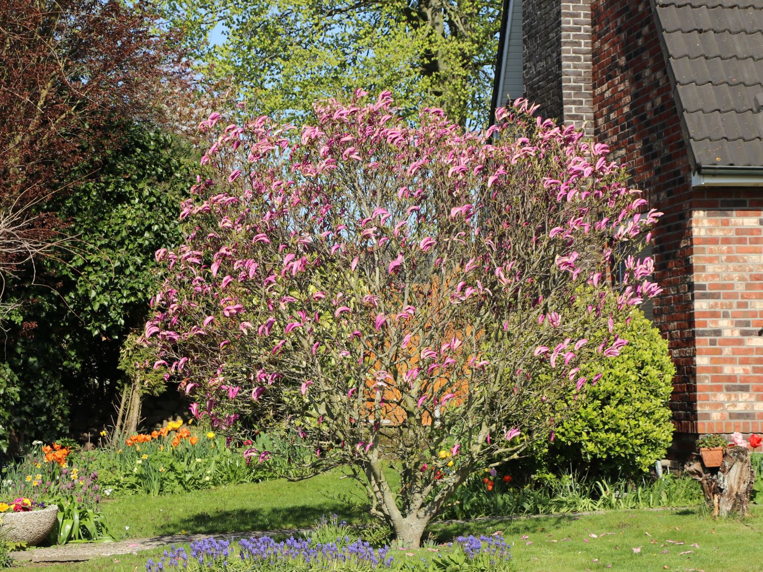 PurpurMagnolie 'Susan' Magnolia liliiflora 'Susan' Baumschule