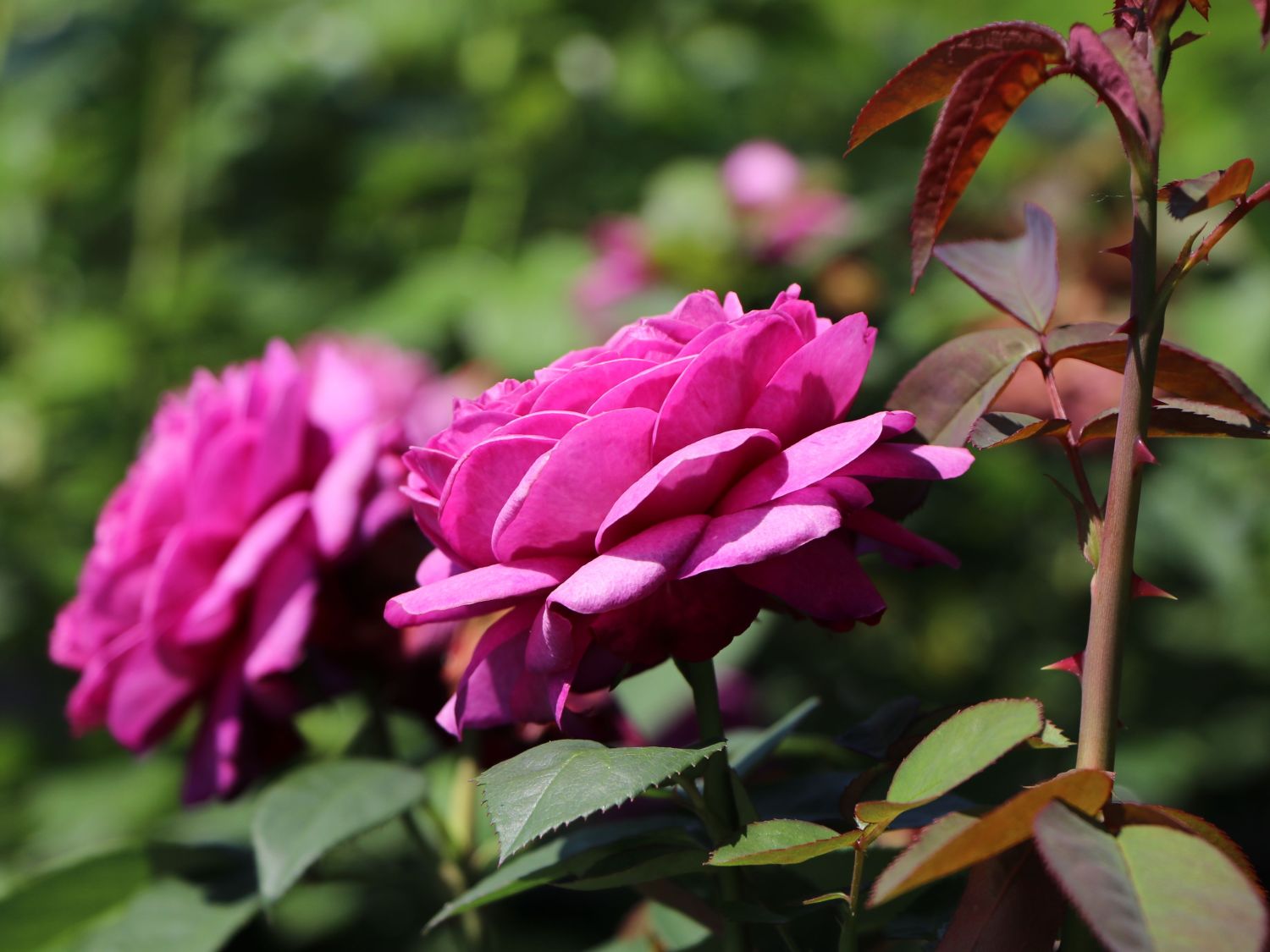 Rose Cultivars Named After Some People NAFFF