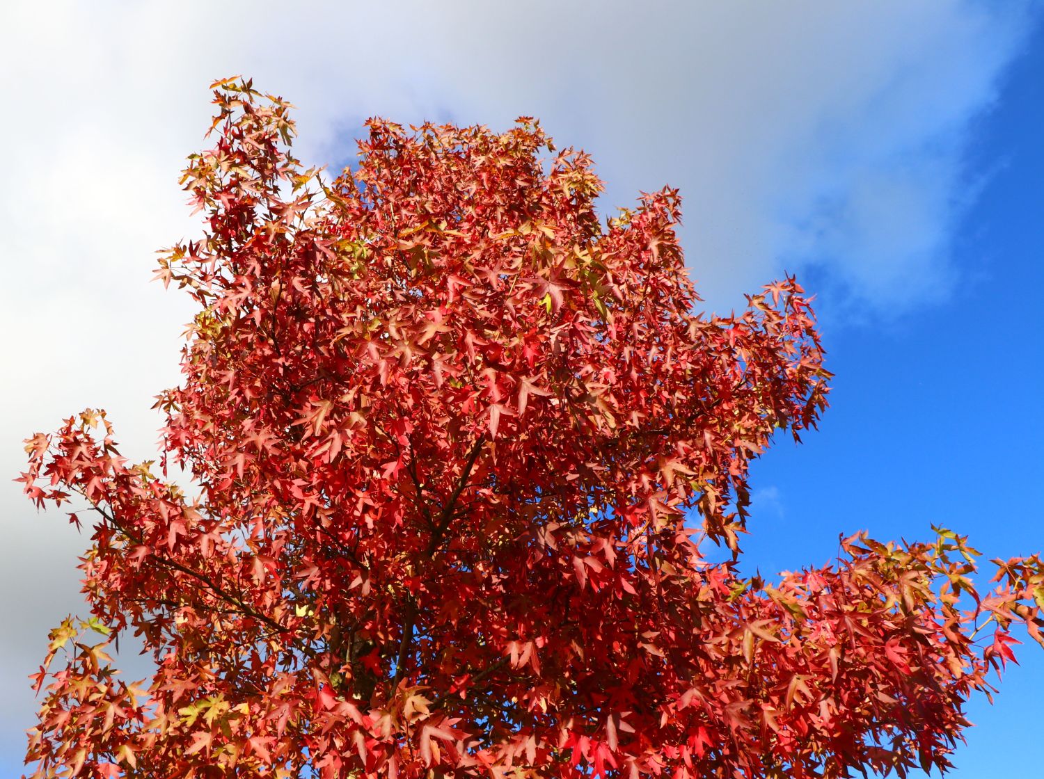 30+ Standort Amberbaum, Um das beste aus deinem amberbaum