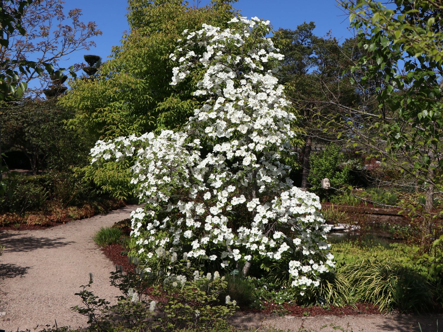 Amerikanischer BlumenHartriegel 'Eddie's White Wonder' Cornus