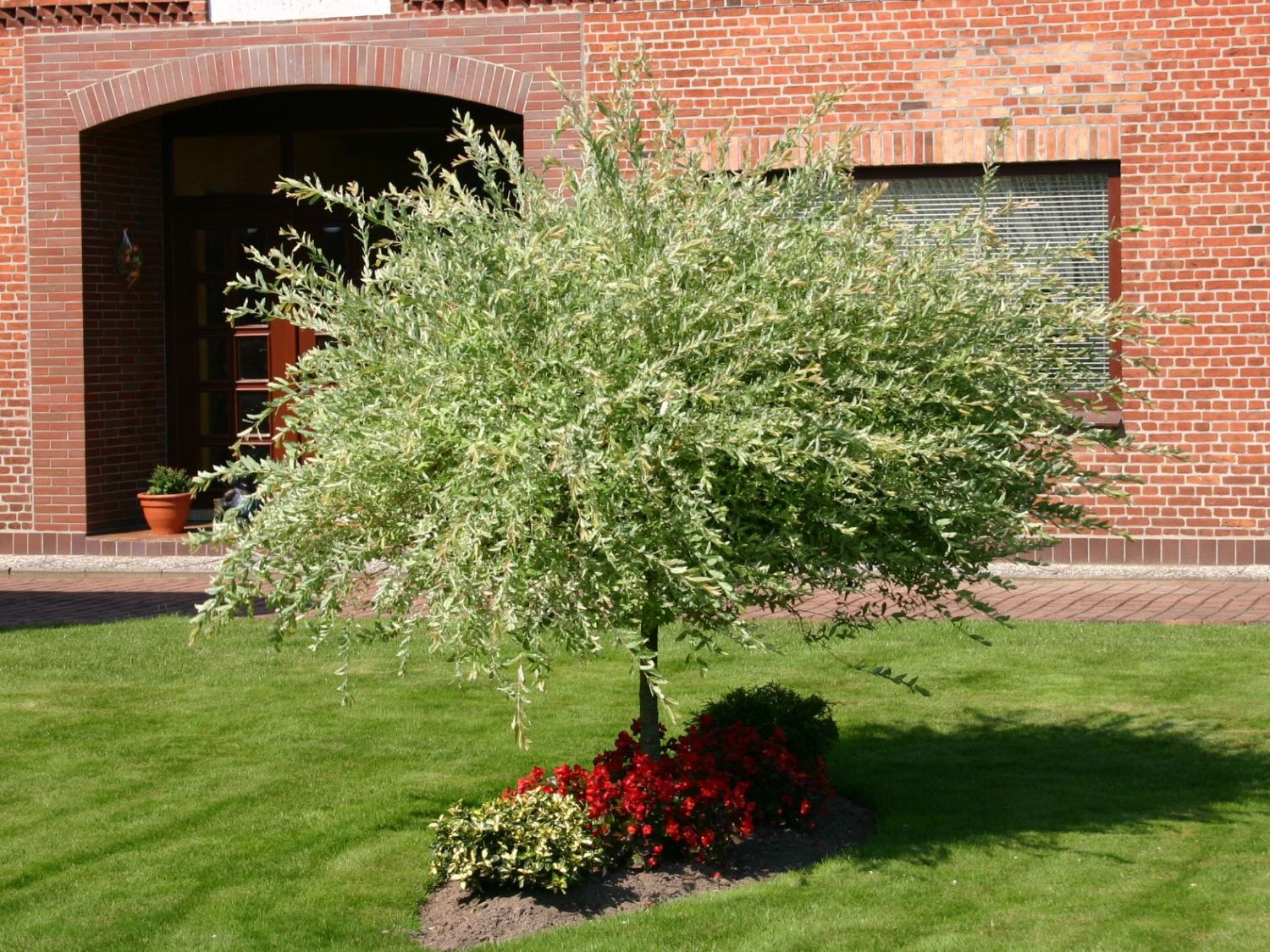 Harlekinweide / Zierweide 'Hakuro Nishiki' Salix integra