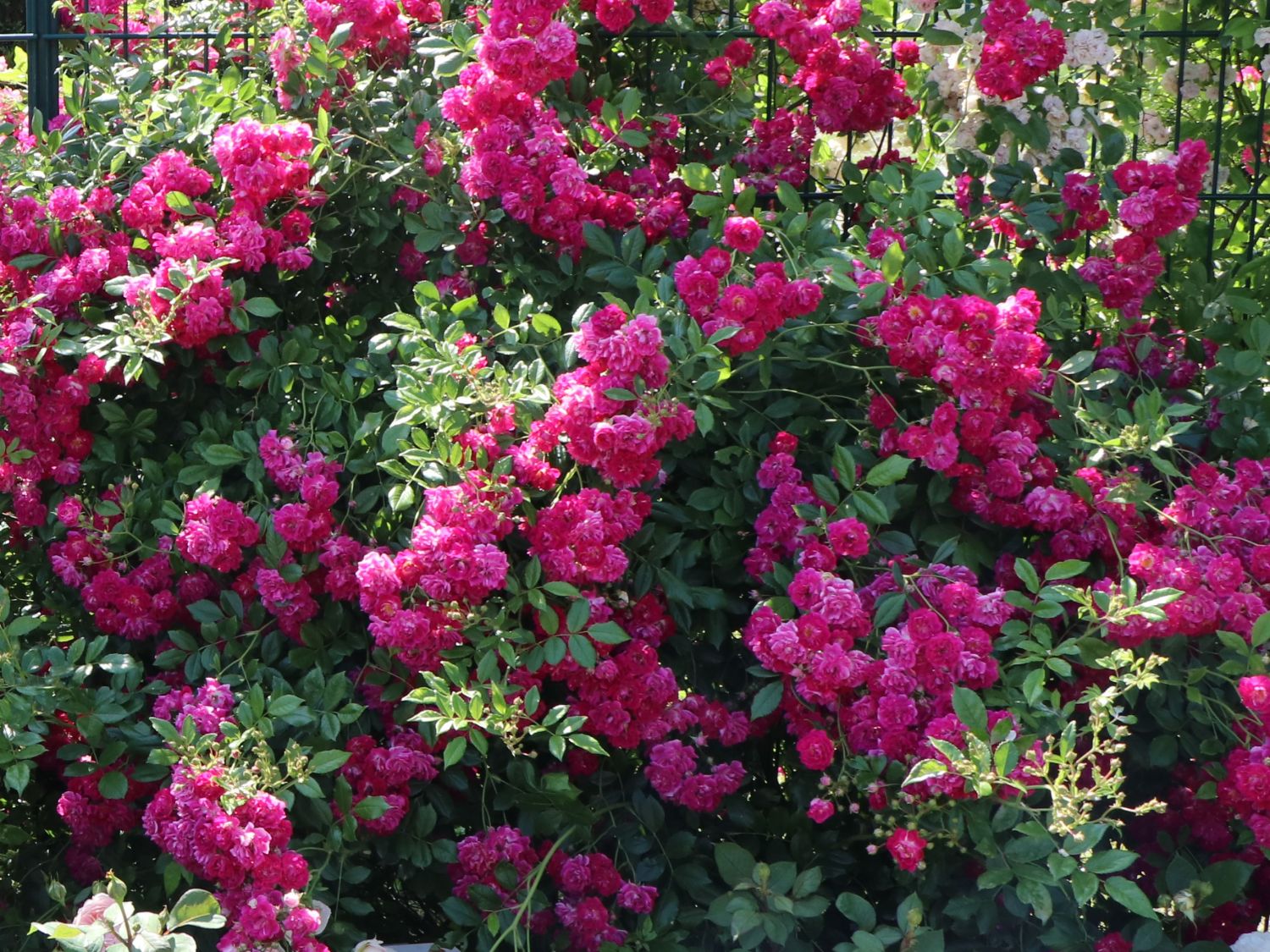 Ramblerrose 'Super Excelsa' ® Rosa 'Super Excelsa' ® ADRRose