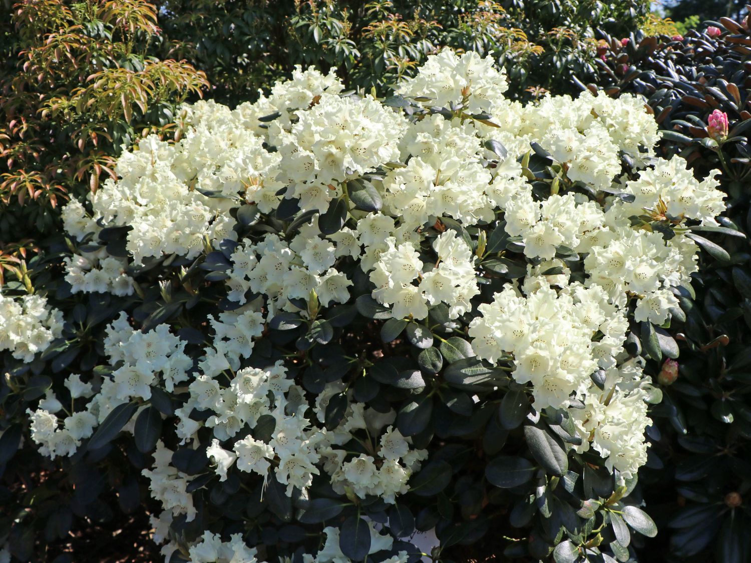 Rhododendron yakushimanum 'Marietta' ab 22,20 Euro/Stück