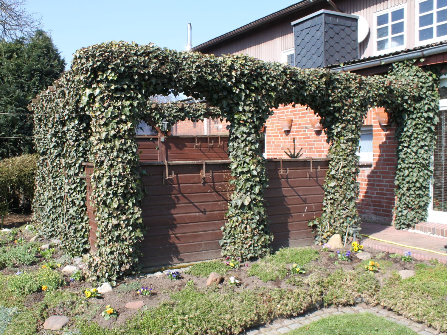 Hedera Helix 'Woerner' Hedera Helix 'Woerner'