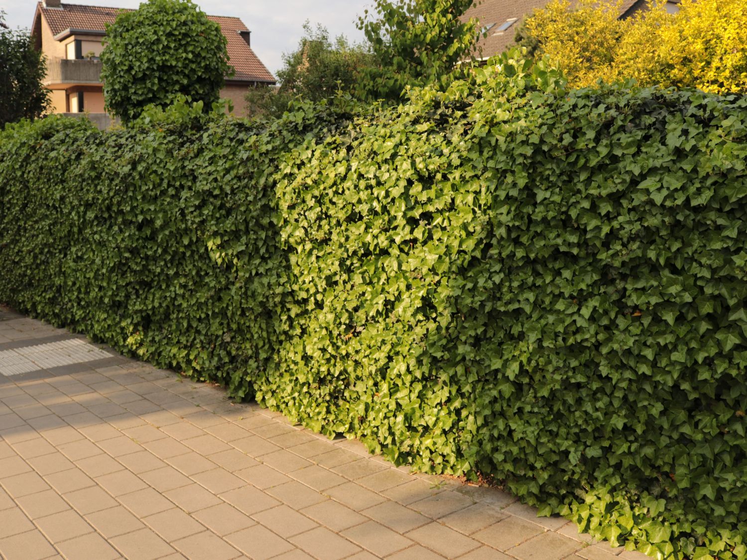 Gemeiner Efeu Hedera helix Baumschule Horstmann