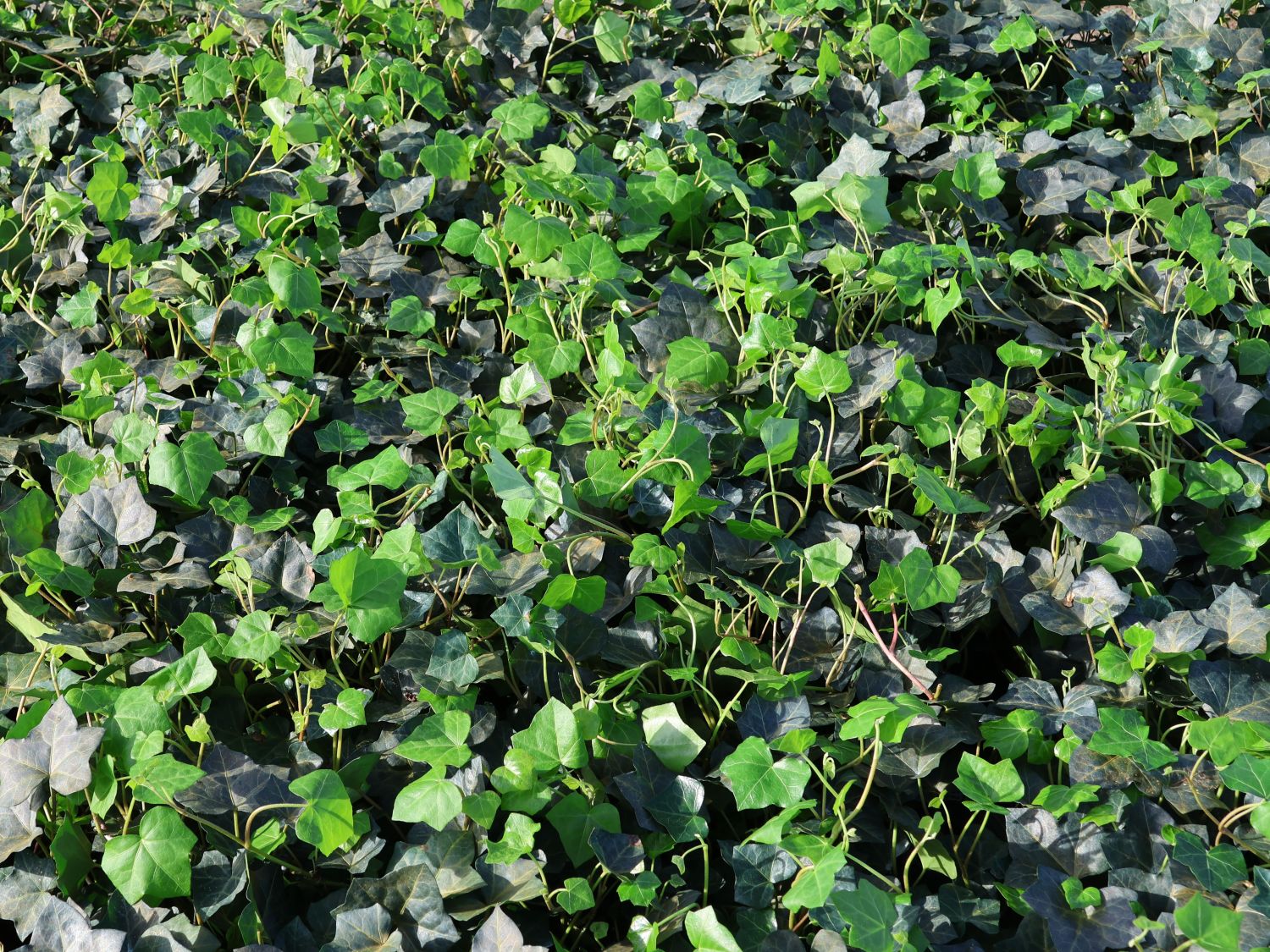 Großblättriger Irischer Efeu Hedera helix hibernica Baumschule