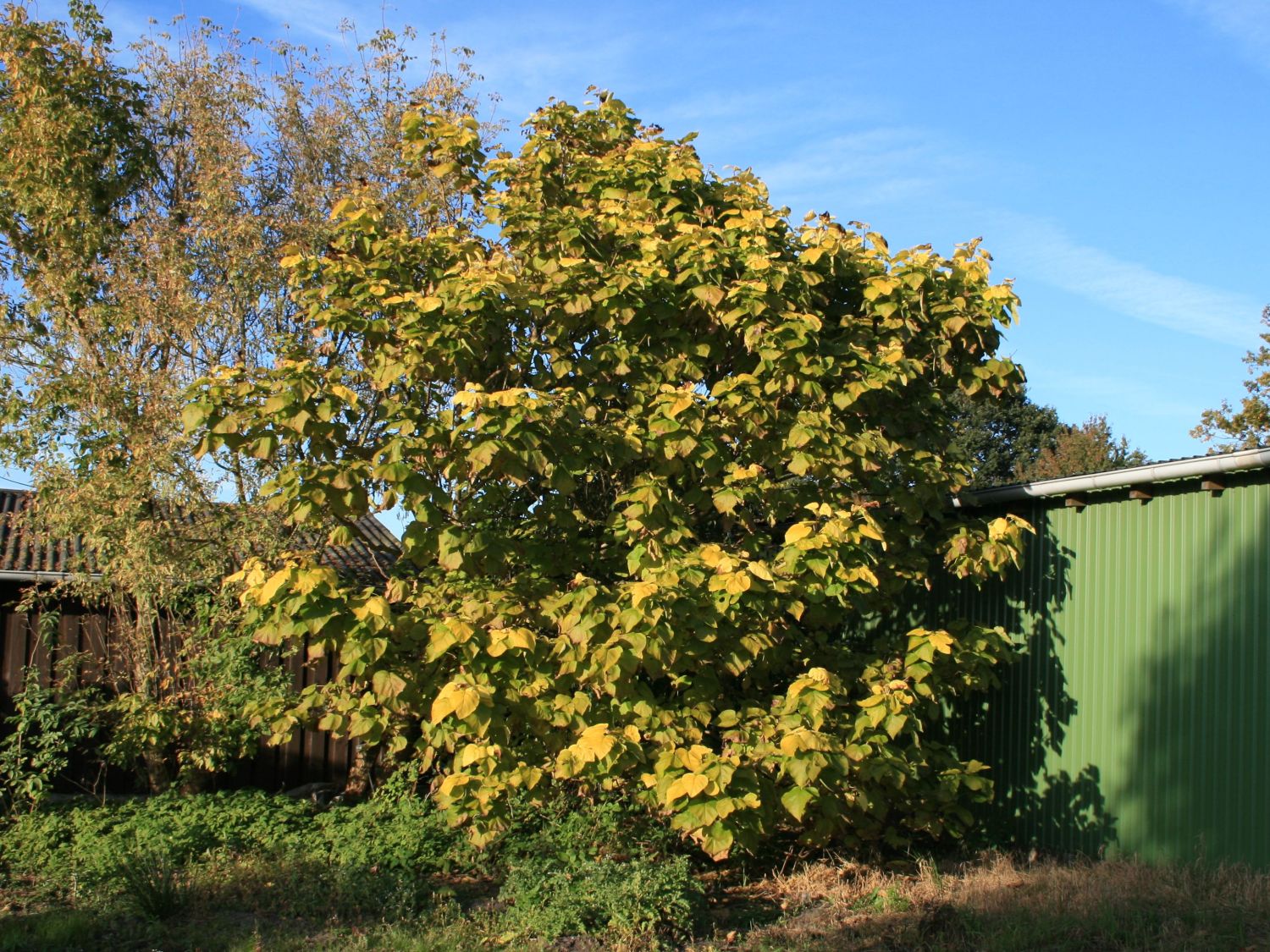 GoldTrompetenbaum Catalpa bignonioides 'Aurea' Baumschule Horstmann