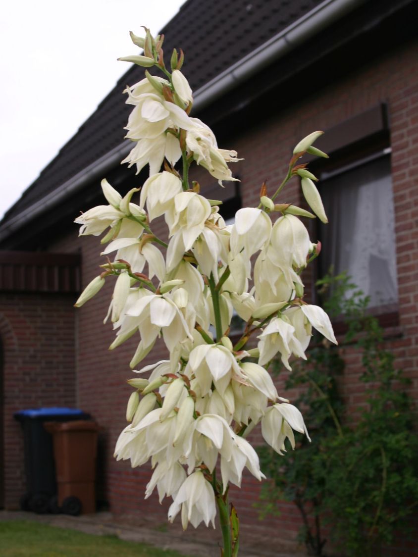 Palmlilie Yucca filamentosa Baumschule Horstmann