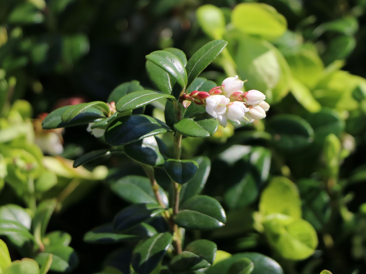Preiselbeere 'Koralle' Vaccinium vitisidaea 'Koralle' Baumschule
