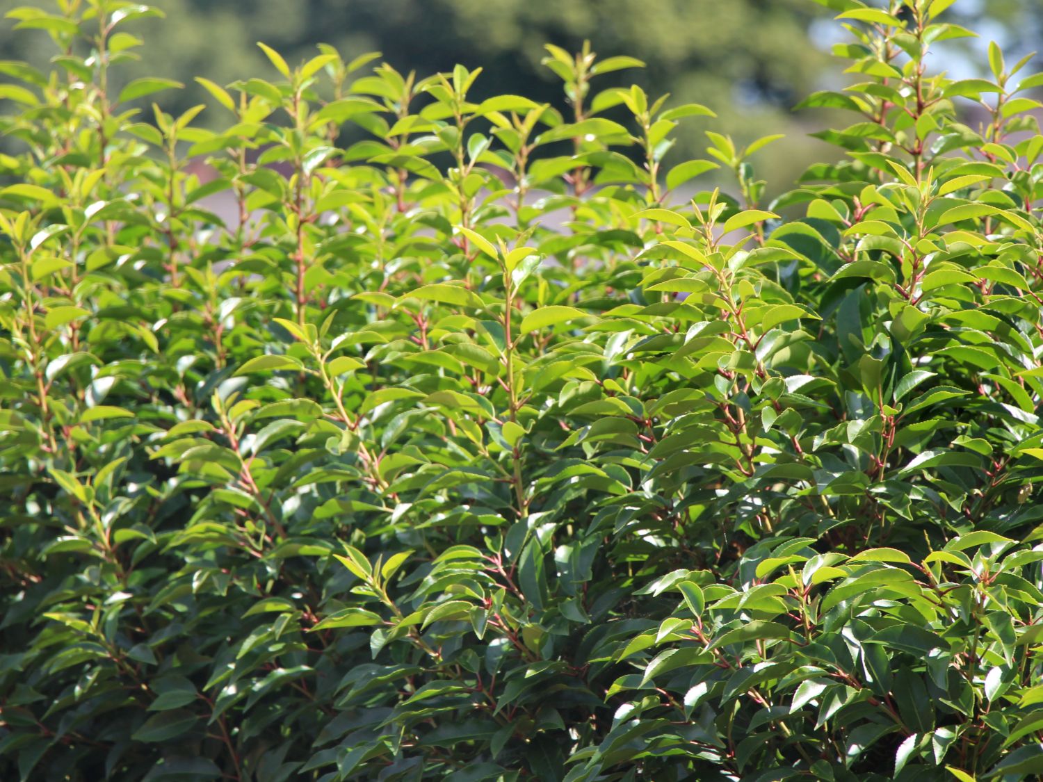 Portugiesische Lorbeerkirsche 'Angustifolia' Prunus lusitanica