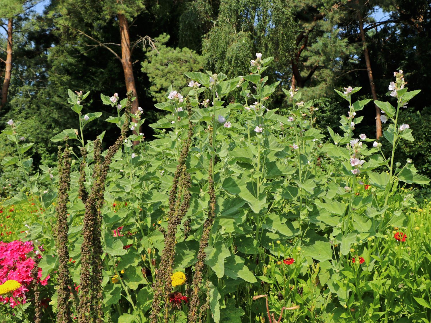 Echter ApothekerEibisch Althaea officinalis Baumschule Horstmann