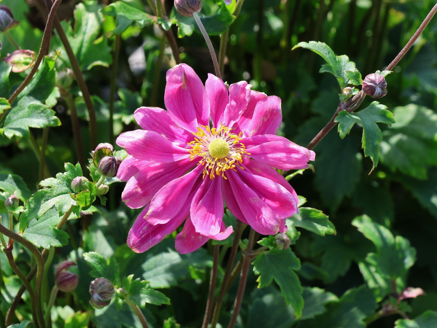 anemone bressingham glow japan herbst anemone bressingham glow anemone japonica anemone bressingham glow japan herbst anemone bressingham glow anemone japonica