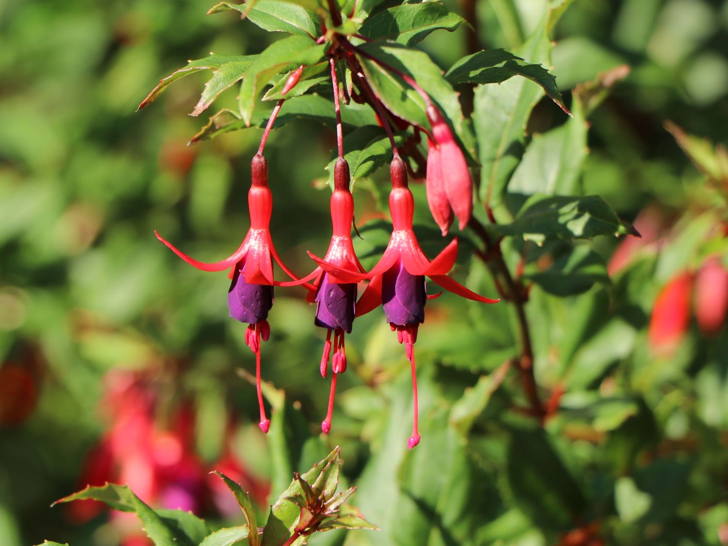 Winterharte Fuchsie 'Gracilis'