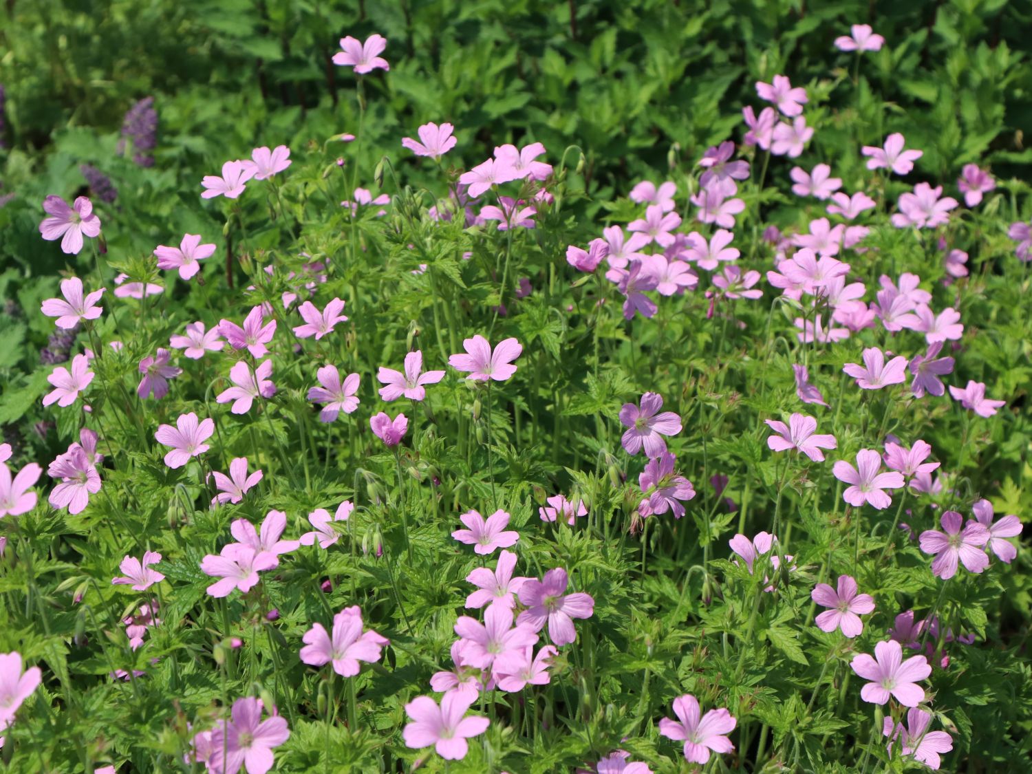 Oxford Garten Storchschnabel 'Rose Clair' Geranium x oxonianum 'Rose