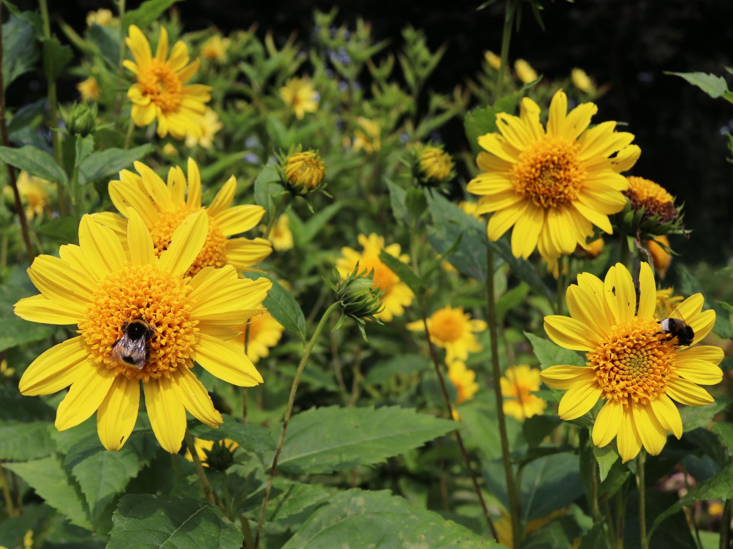 StaudenSonnenblume 'Capenoch Star' Helianthus decapetalus 'Capenoch