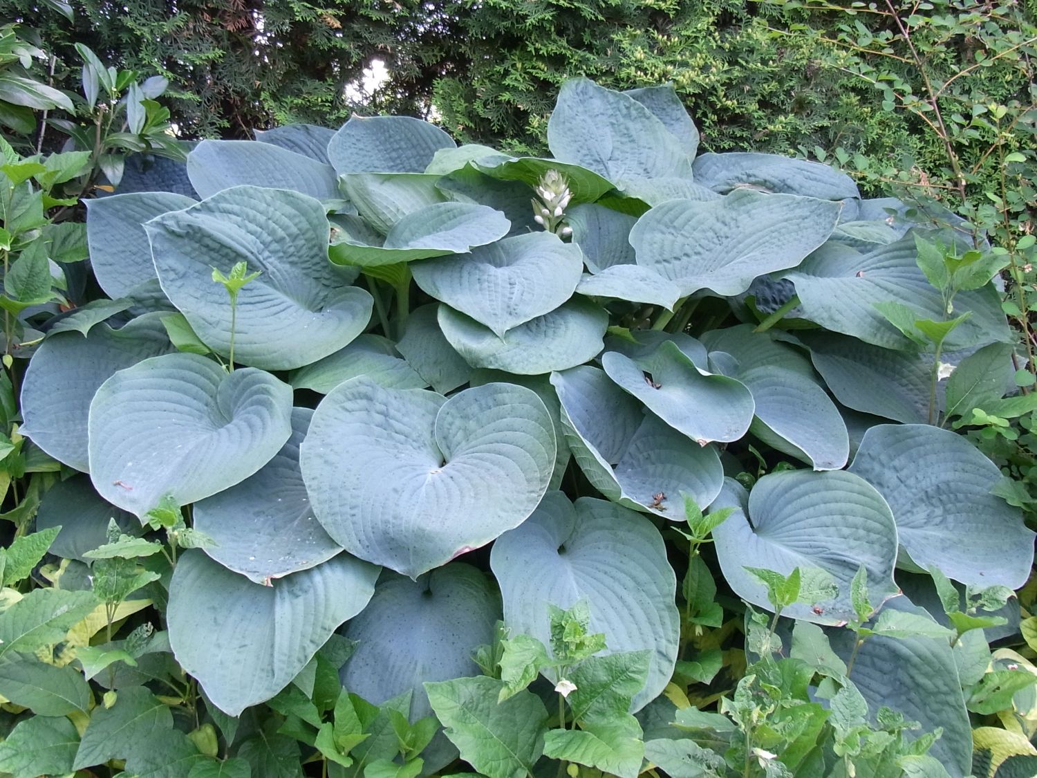 Große BlaublattFunkie 'Elegans' Hosta sieboldiana 'Elegans