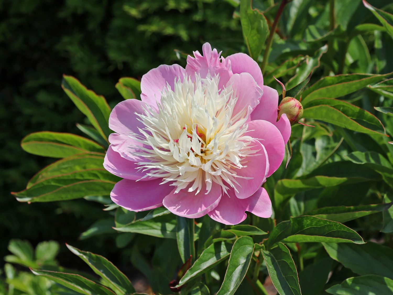 Chinesische EdelPfingstrose 'Bowl of Beauty' Paeonia lactiflora