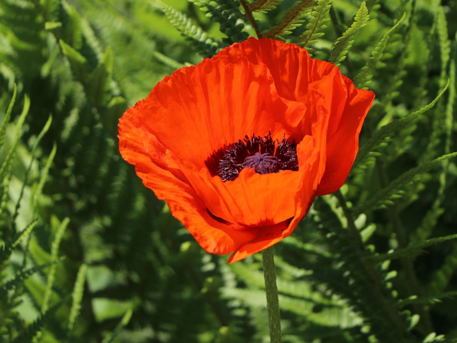 Orientalischer Mohn 'Brillant' Papaver orientale 'Brillant