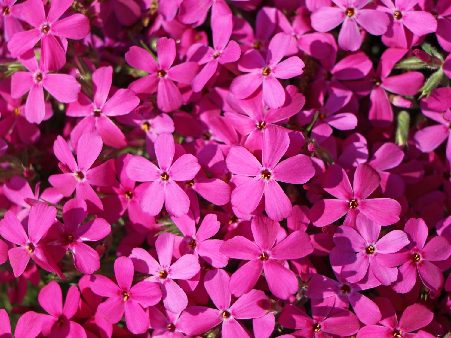 TeppichFlammenblume Crackerjack Phlox douglasii TeppichFlammenblume Crackerjack Phlox douglasii