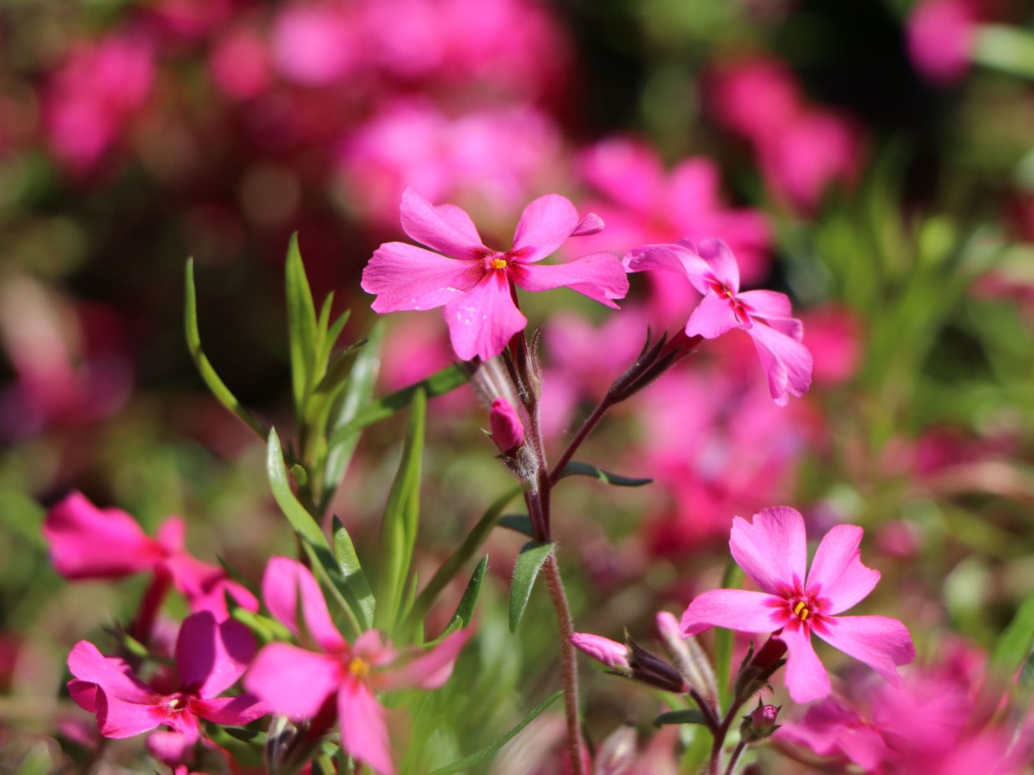 TeppichFlammenblume 'Scarlet Flame' Phlox subulata 'Scarlet Flame