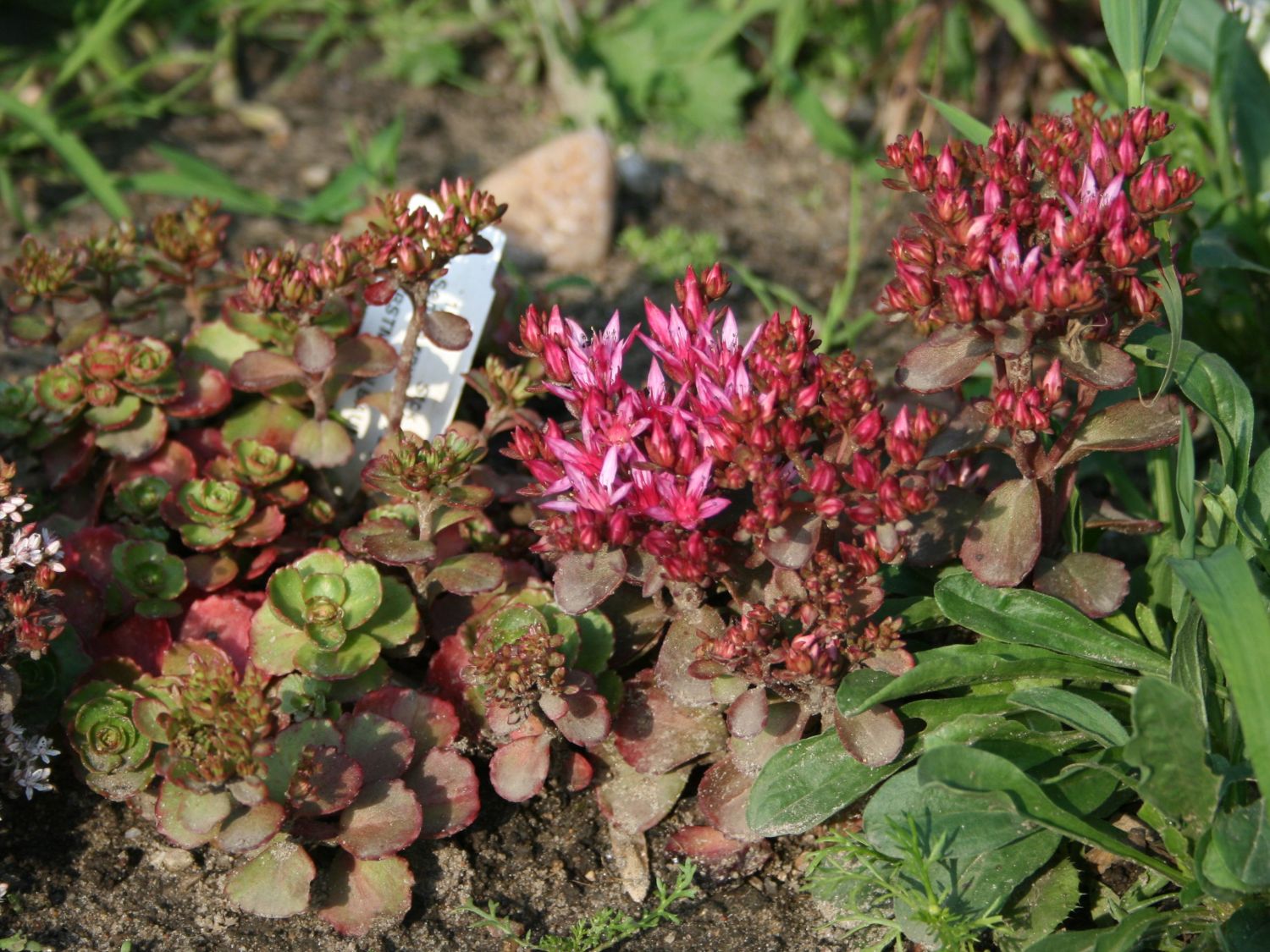 TeppichFettblatt Purpurteppich Sedum spurium TeppichFettblatt Purpurteppich Sedum spurium
