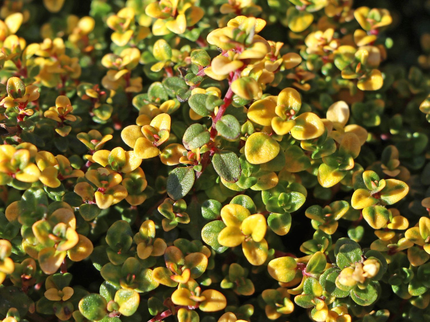 Schopfiger Thymian 'Doone Valley' - Thymus comosus 'Doone Valley ...