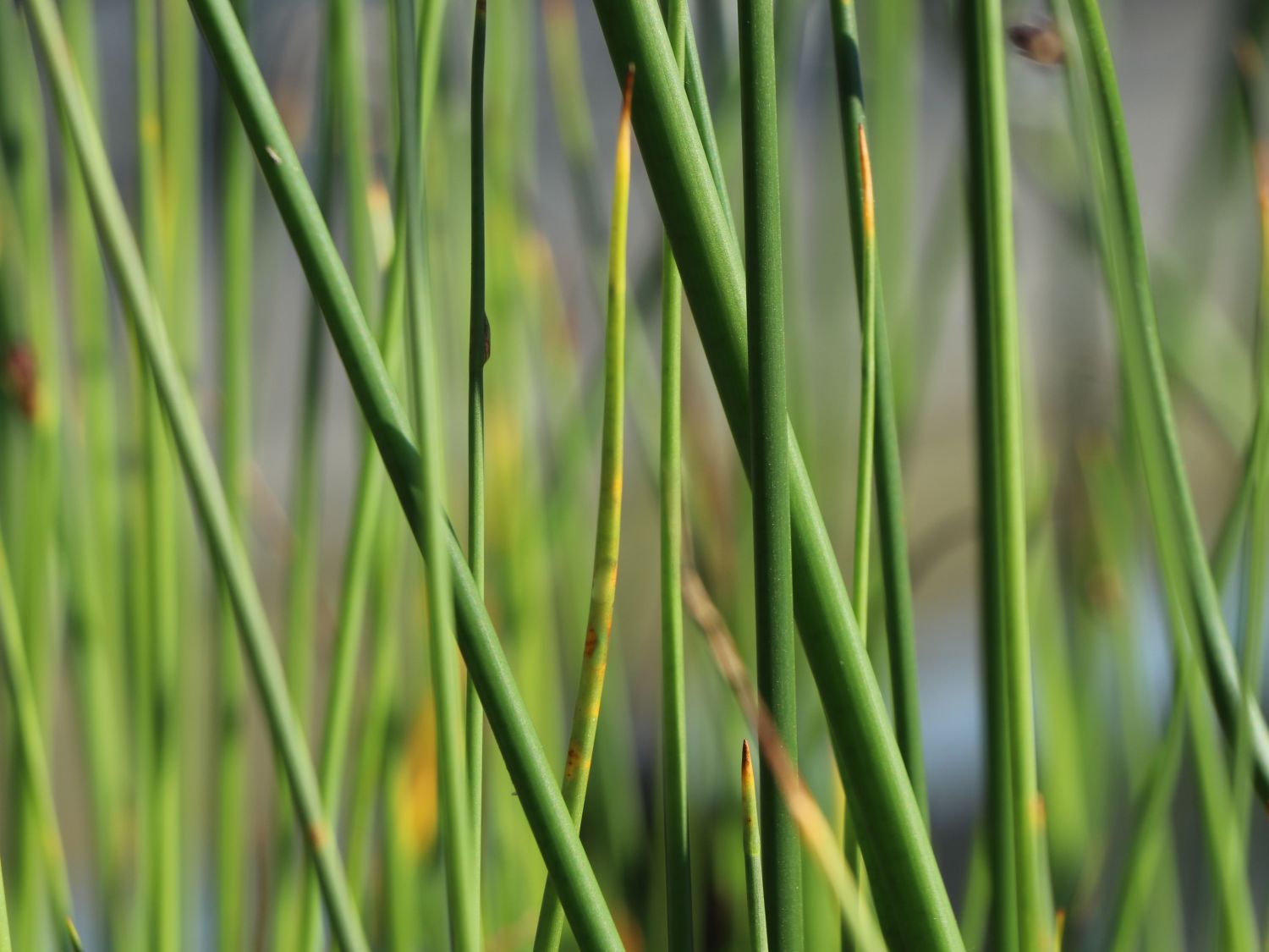 Teich Binse Scirpus lacustris Baumschule Horstmann