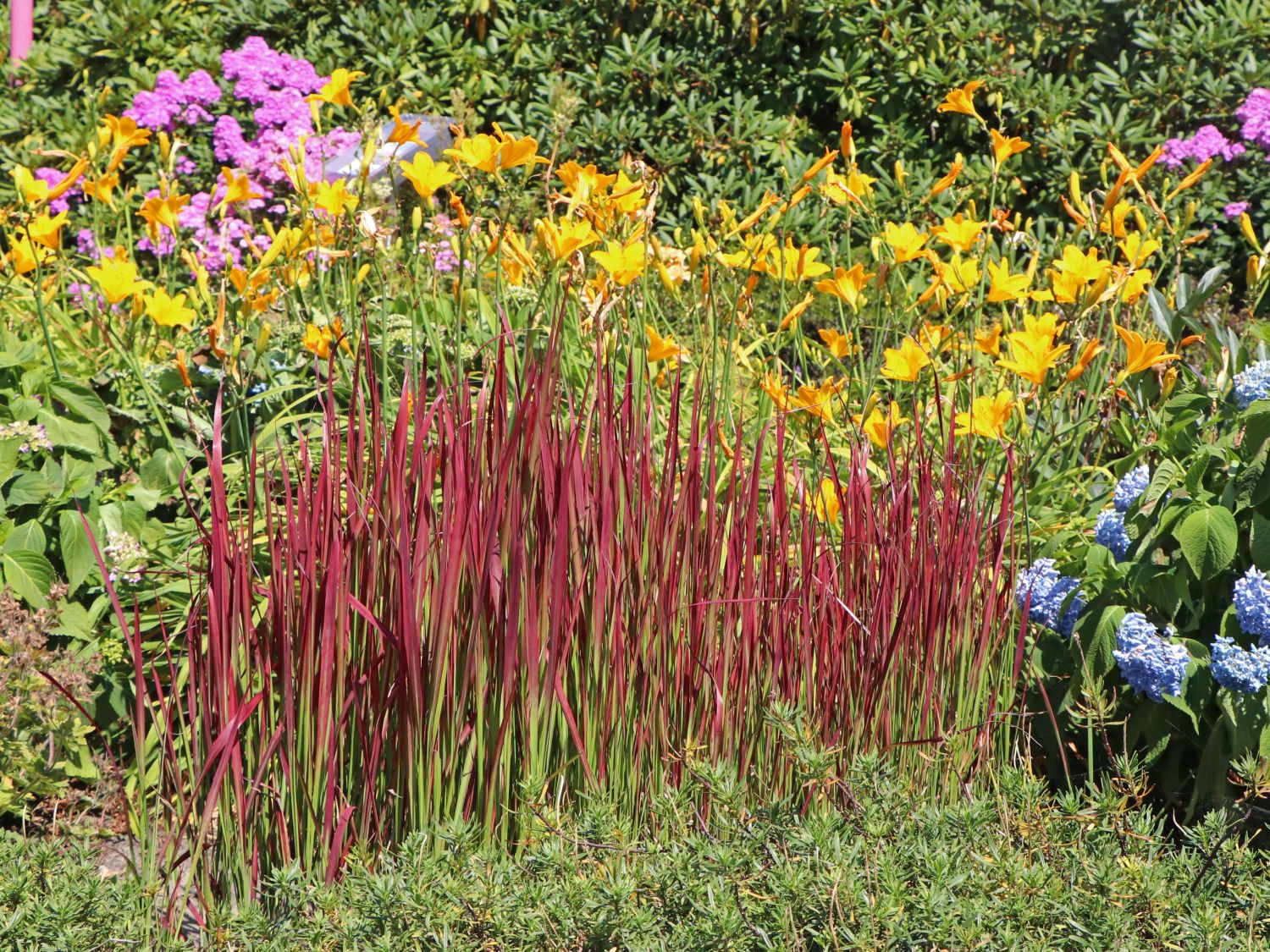 Japanisches Blutgras 'Red Baron' Imperata cylindrica var. koenigii
