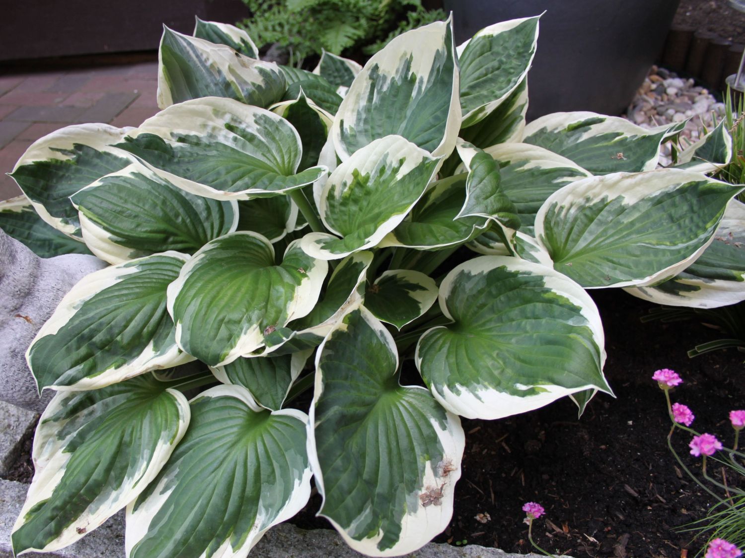 GoldrandFunkie 'Patriot' Hosta x fortunei 'Patriot' Baumschule