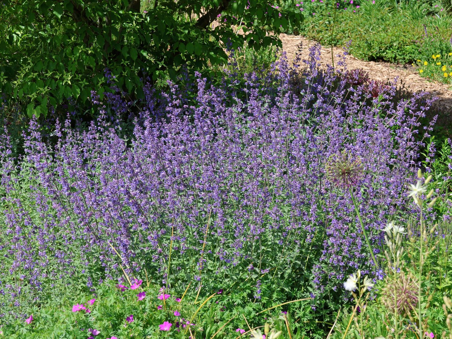 Katzenminze 'Walker's Low' Nepeta x faassenii 'Walker's Low