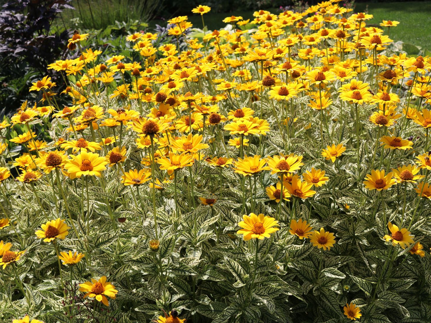 Sonnenauge �Lorraine Sunshine� ® Heliopsis scabra