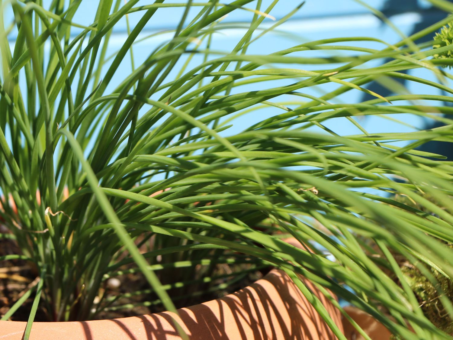 Schnittlauch Allium schoenoprasum Baumschule Horstmann