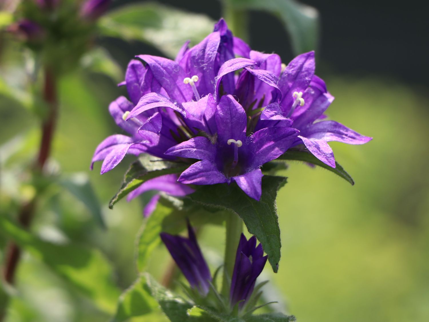 KnäuelGlockenblume 'Bellefleur Blau' Campanula glomerata 'Bellefleur