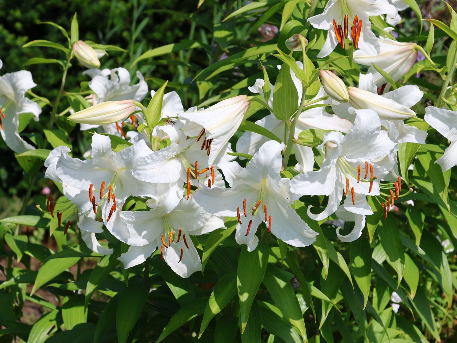 Lilie 'Casablanca' Lilium x cultorum 'Casablanca' Baumschule Horstmann