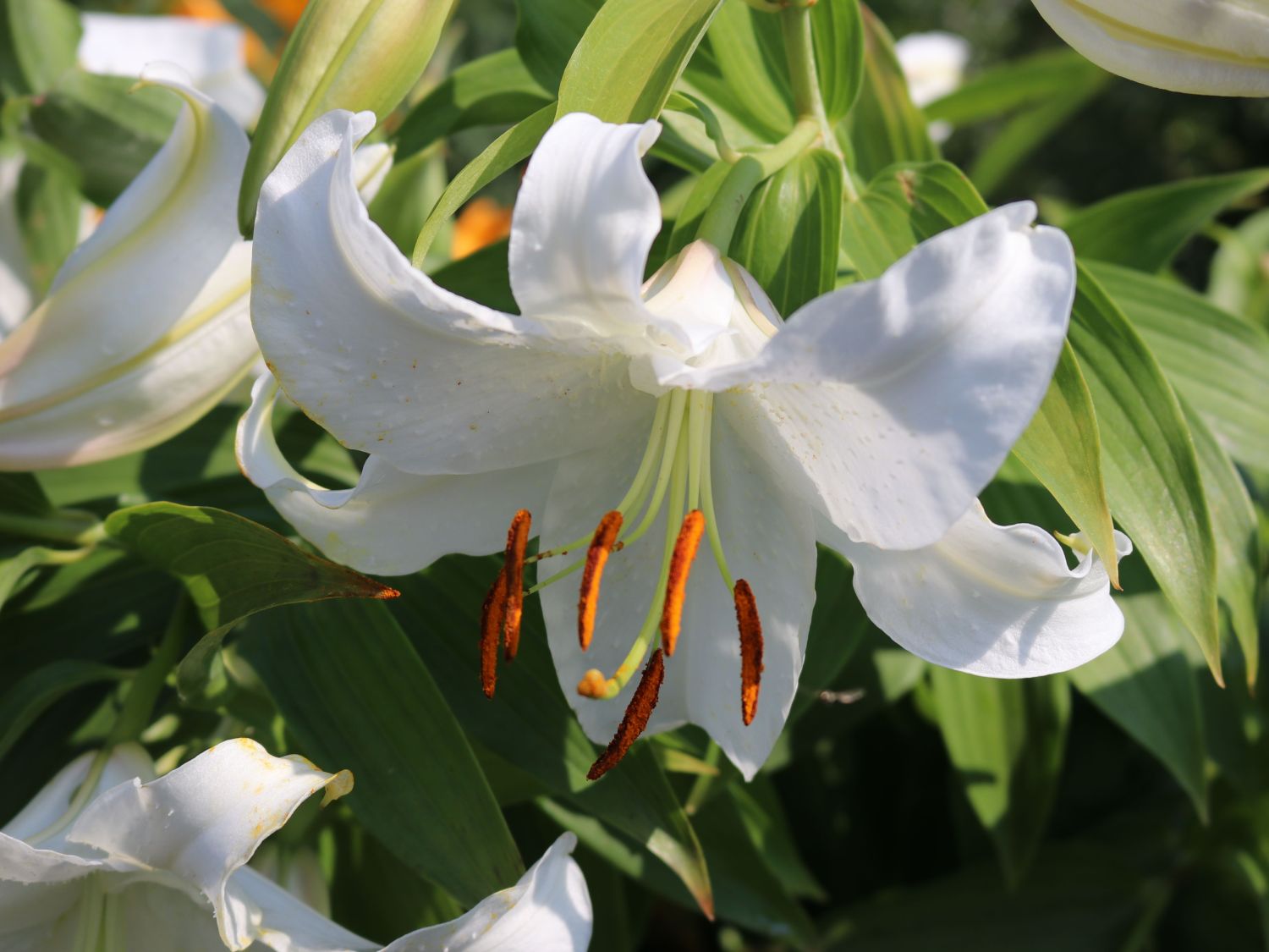 Lilie 'Casablanca' Lilium x cultorum 'Casablanca' Baumschule Horstmann