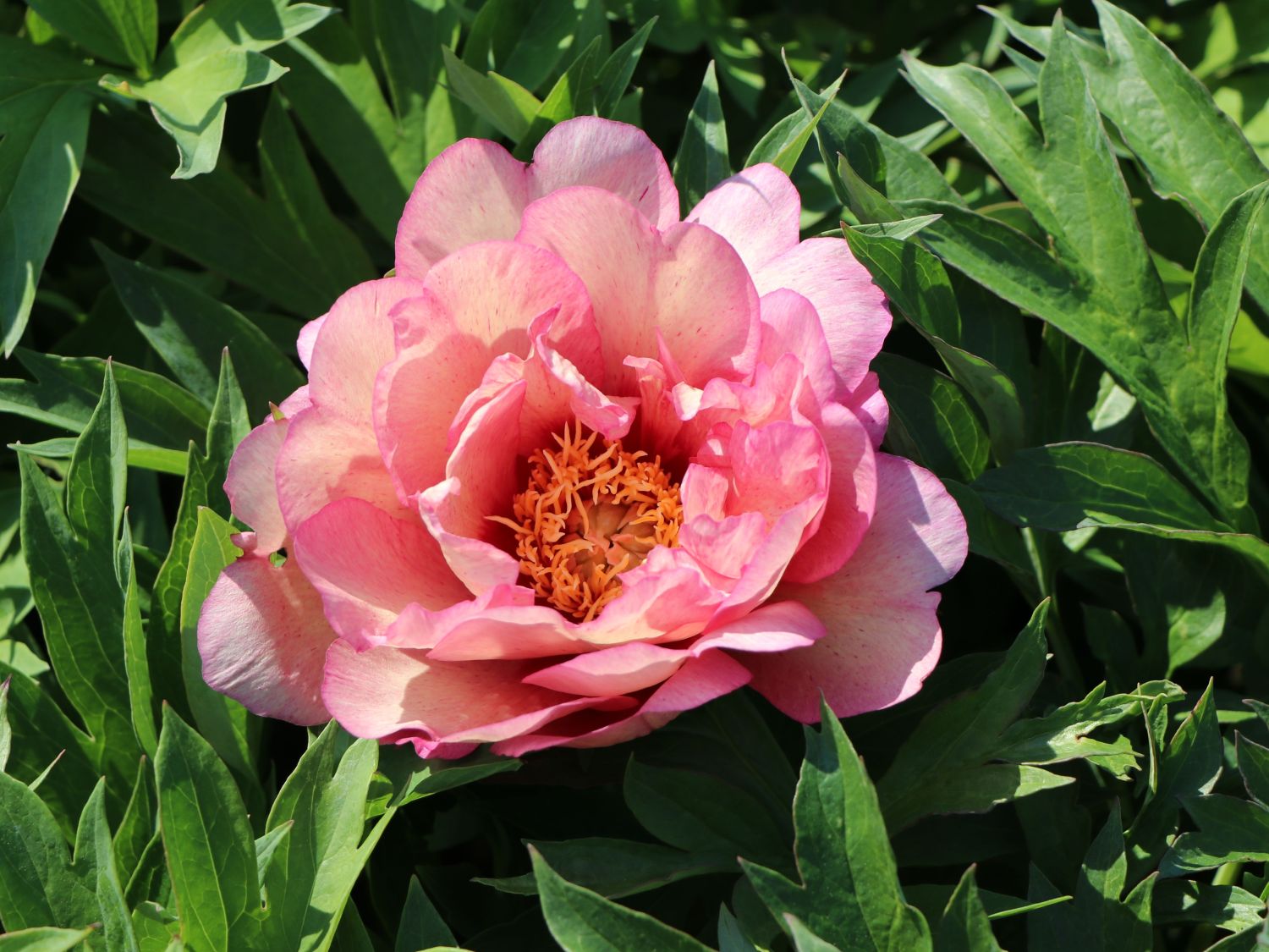 Pfingstrose 'Hillary' Paeonia ItohHybride 'Hillary' Baumschule
