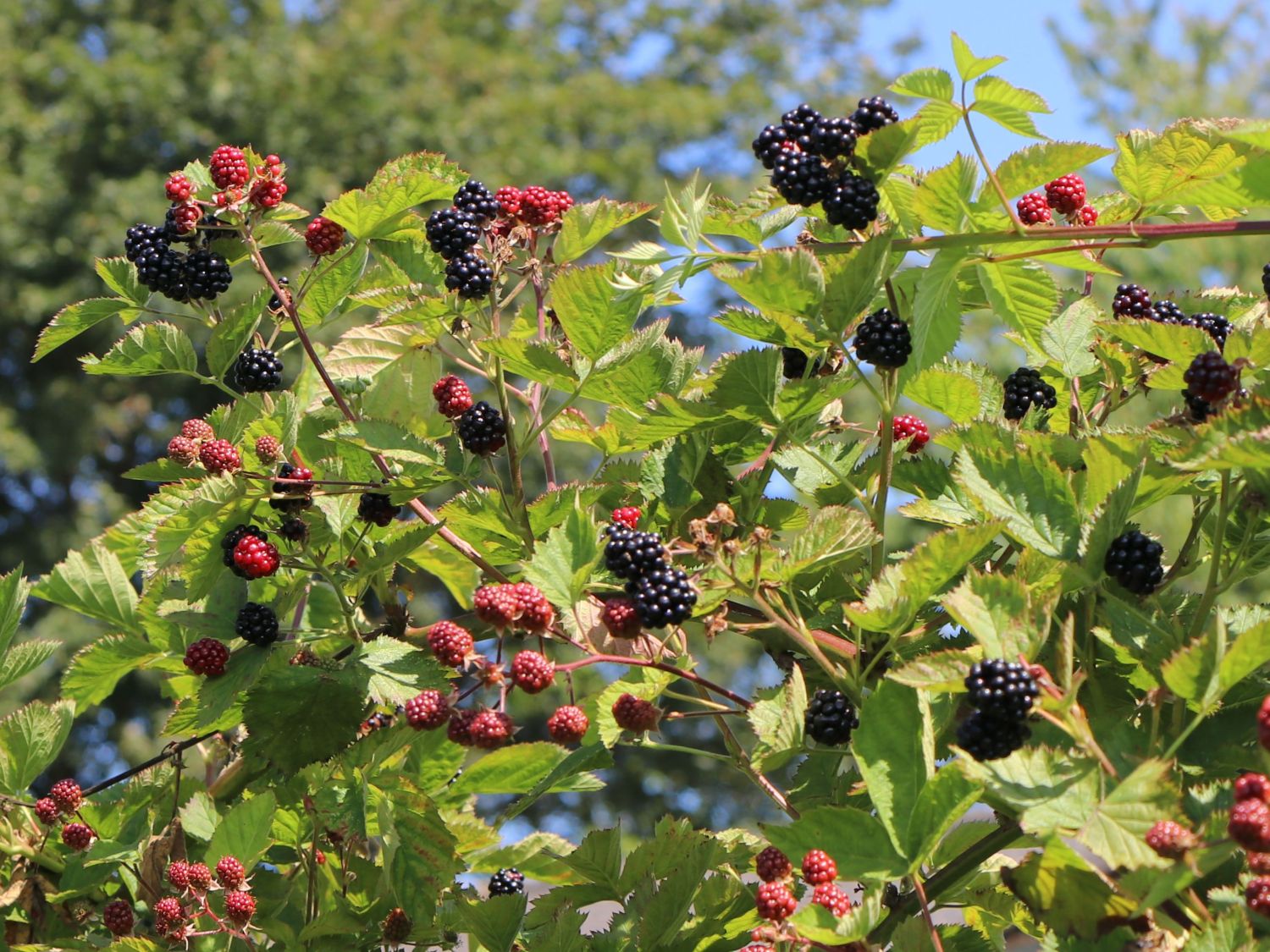 ZuckerBrombeere 'Asterina' ® Rubus 'Asterina' ® Baumschule Horstmann