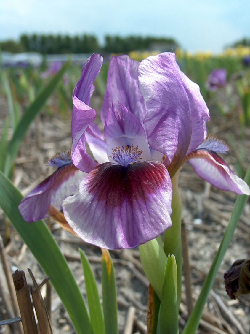 Schwertlilie Bilder Schwertlilie Bilder