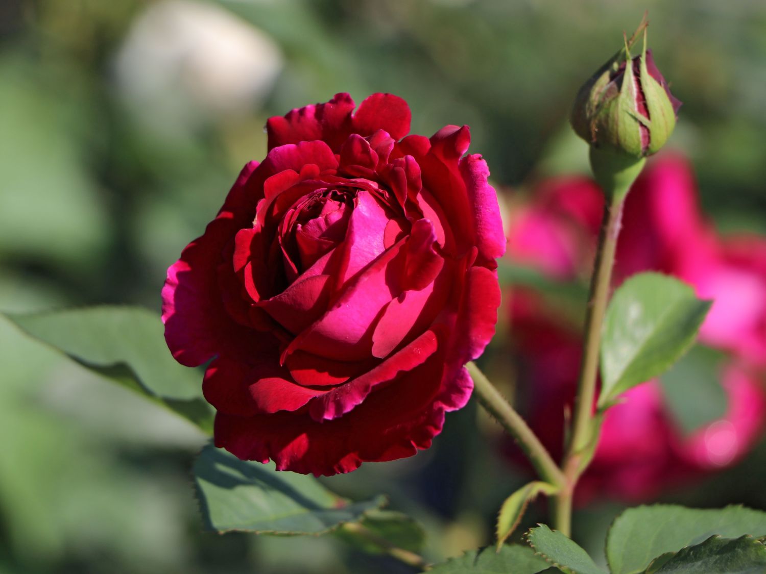 Englische Rose ‘Falstaff’ ® - Rosa ‘Falstaff’ ® - Baumschule Horstmann