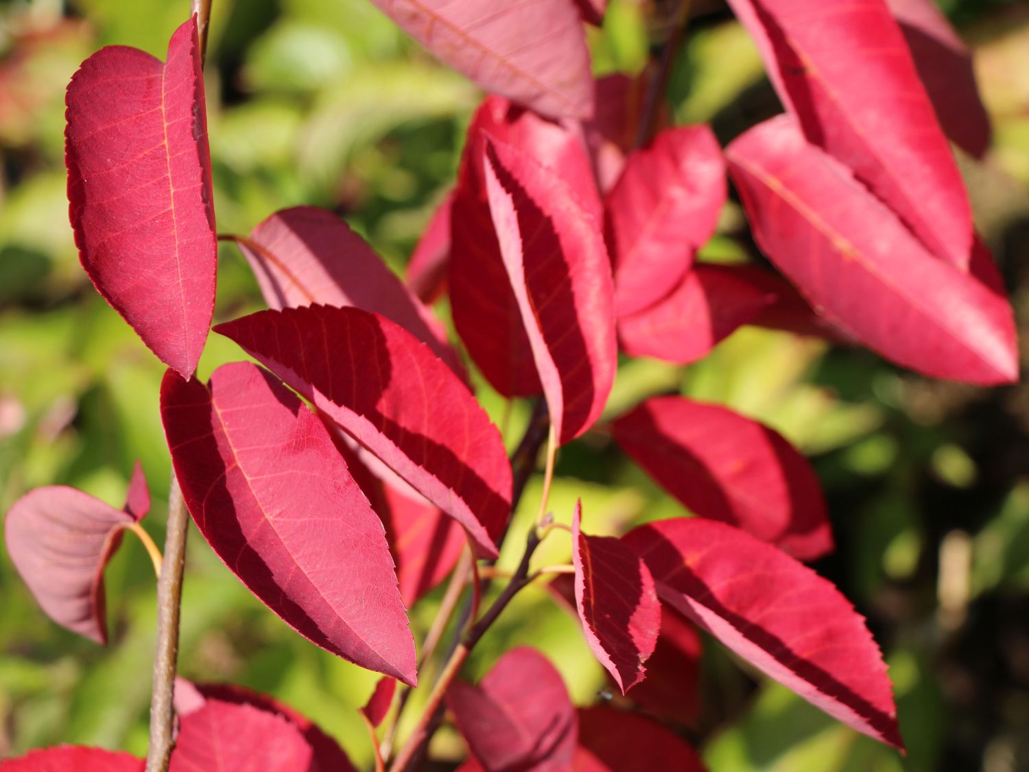 Felsenbirne 'Prince William' Amelanchier 'Prince William