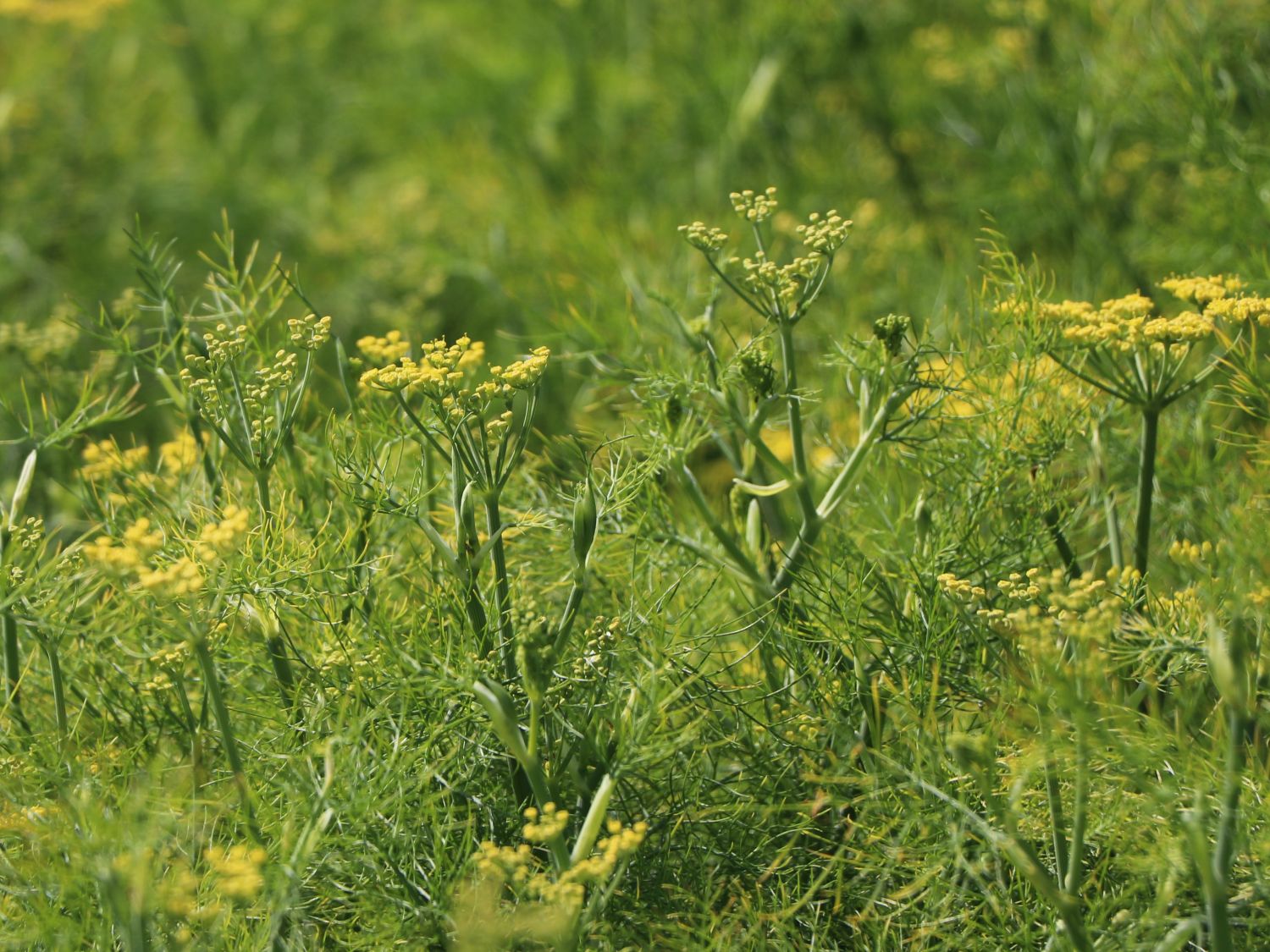 Fenchel - Foeniculum vulgare - Baumschule Horstmann