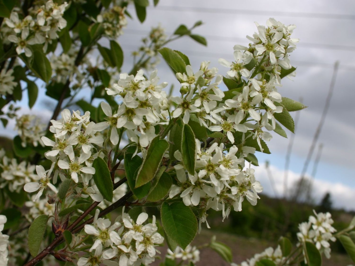 Gemeine Felsenbirne Amelanchier ovalis Baumschule Horstmann