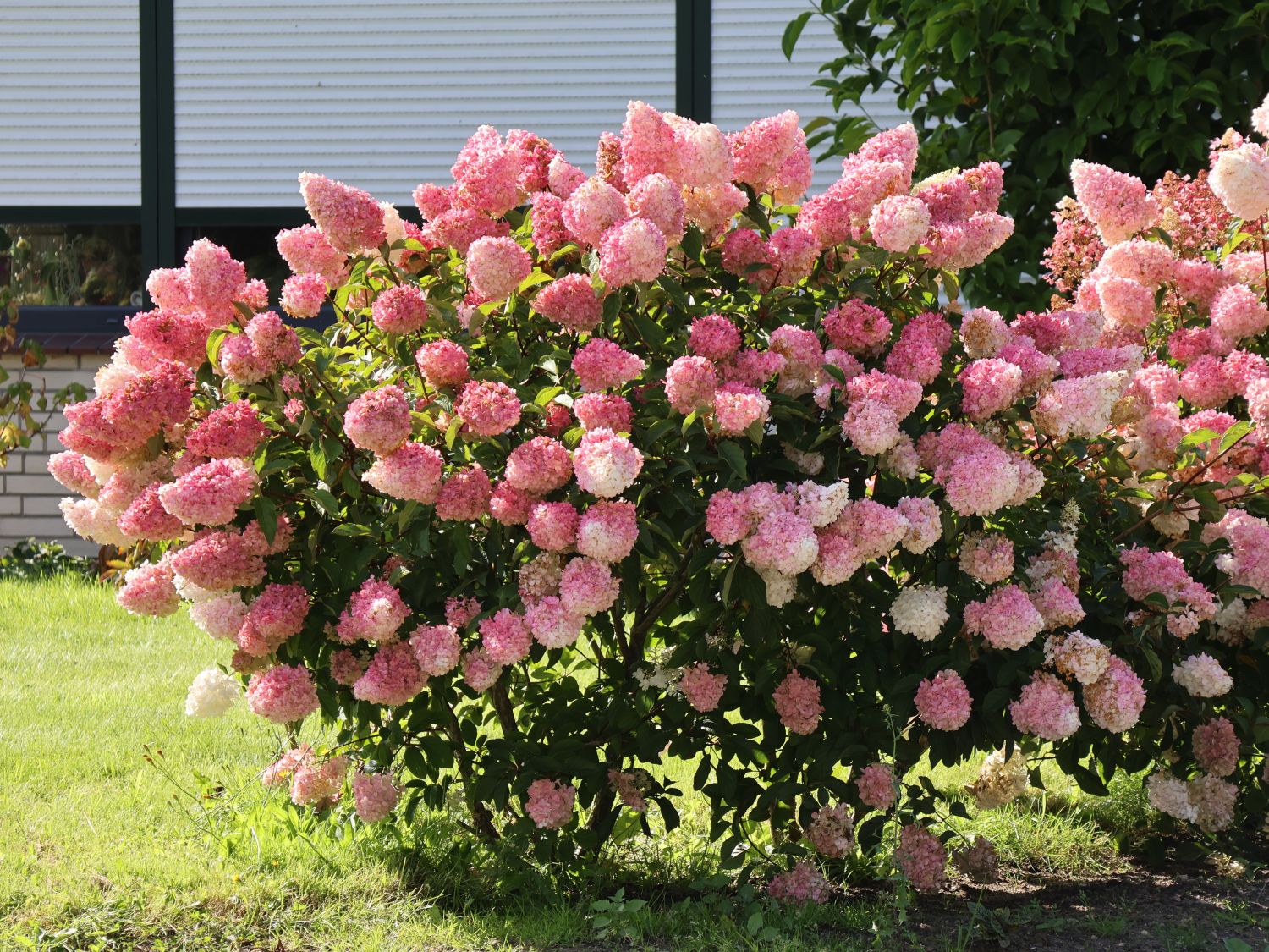 Rispenhortensie 'VanilleFraise' ® Hydrangea paniculata 'Vanille