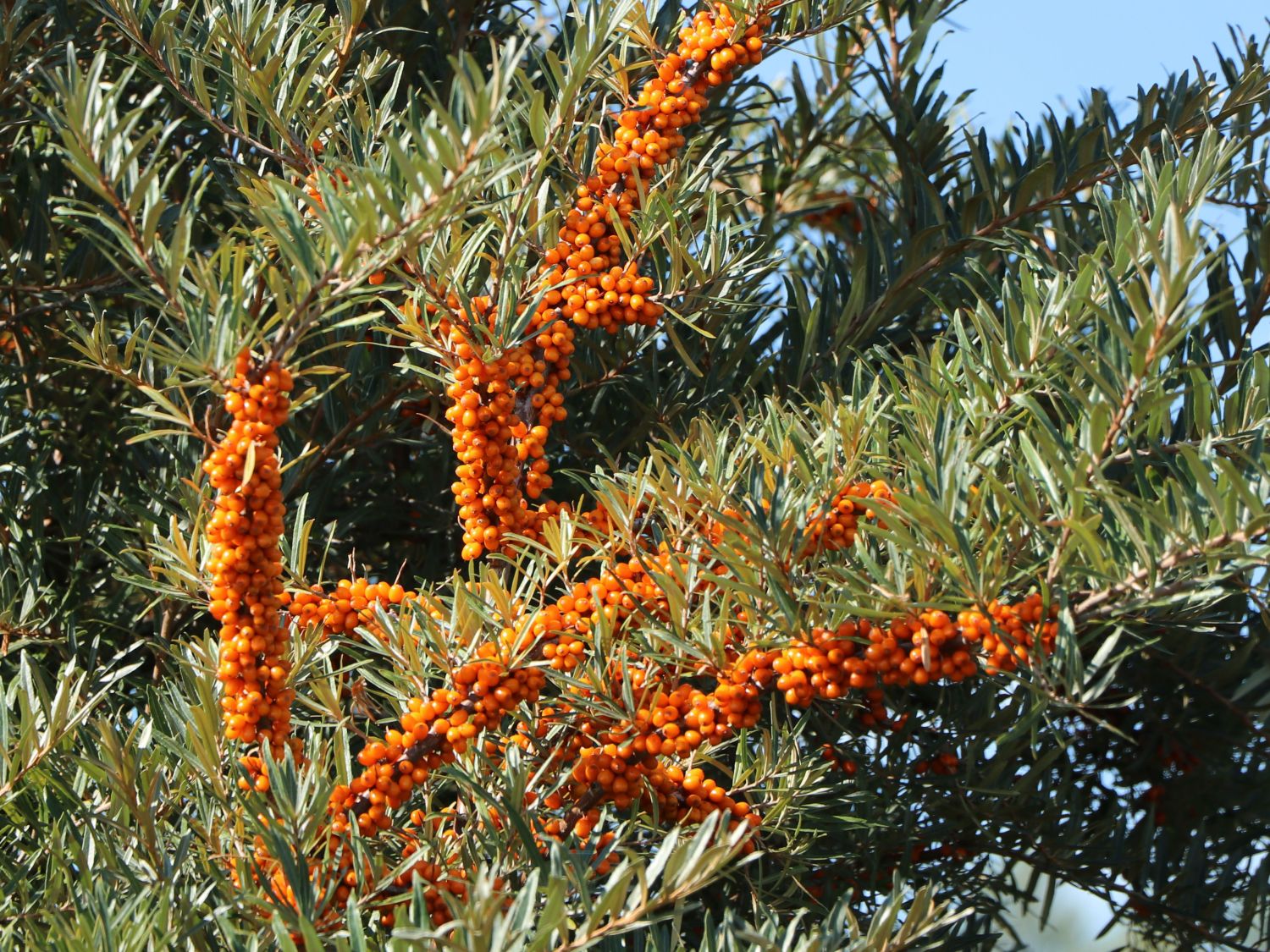 Sanddorn weiblich &amp;#39;Sirola&amp;#39; (S) - Hippophae rhamnoides &amp;#39;Sirola&amp;#39; (S ...